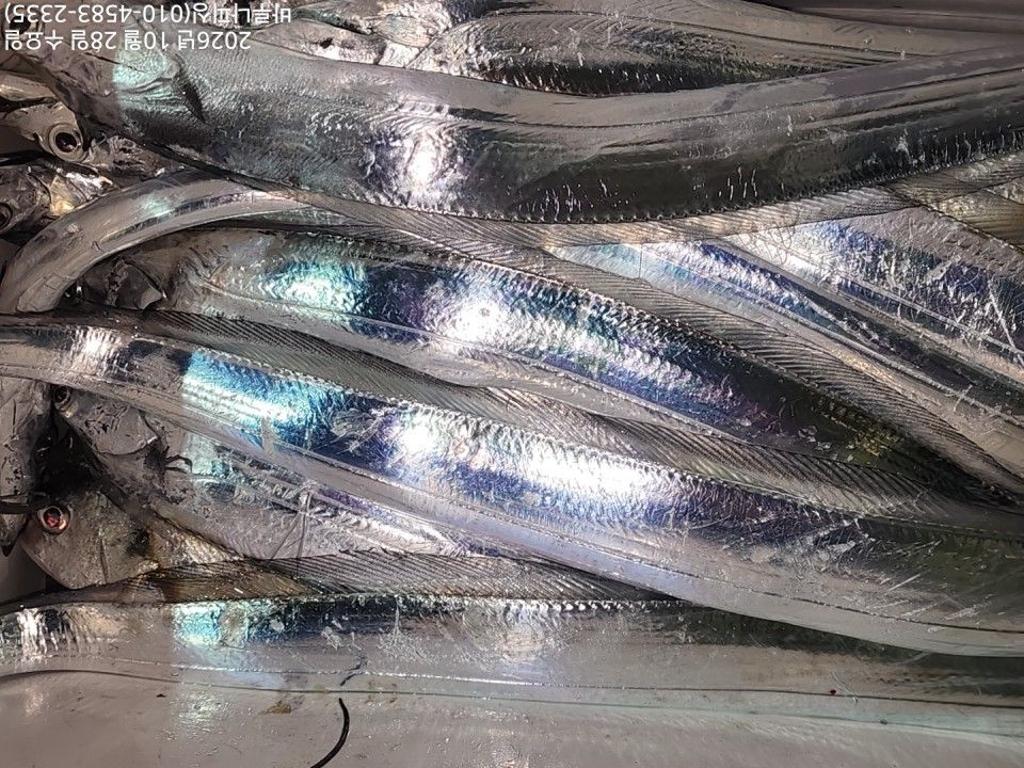낚시뚜,갈치,속천항(진해),바루나피싱,낚시뚜3