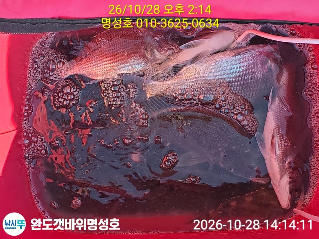 낚시뚜,감성돔,완도항,완도해남 명성호,낚시뚜3