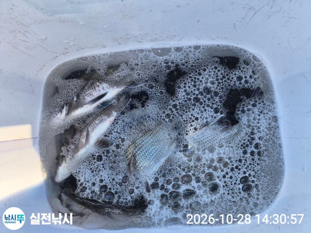 낚시뚜,감성돔,돌돔,참돔,녹동항,실전낚시,낚시뚜10
