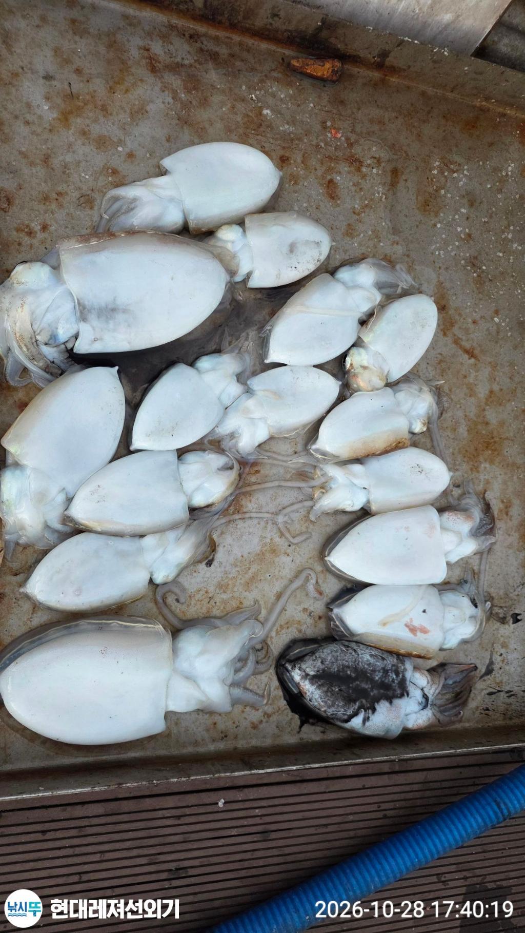 낚시뚜,갑오징어,감성돔,돌돔,풍화상장마을,통영 현대레져선외기,낚시뚜2