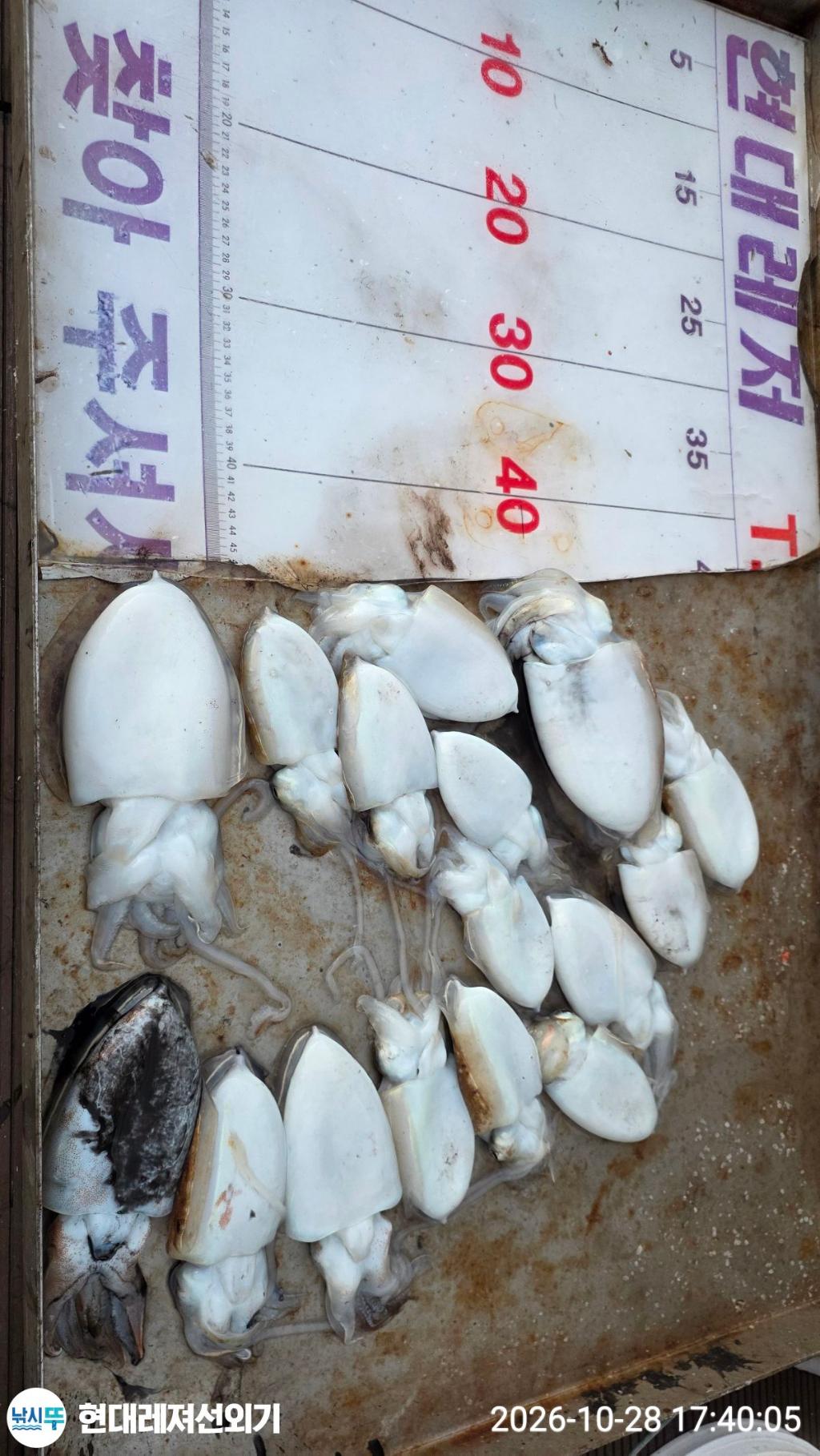 낚시뚜,갑오징어,감성돔,돌돔,풍화상장마을,통영 현대레져선외기,낚시뚜0