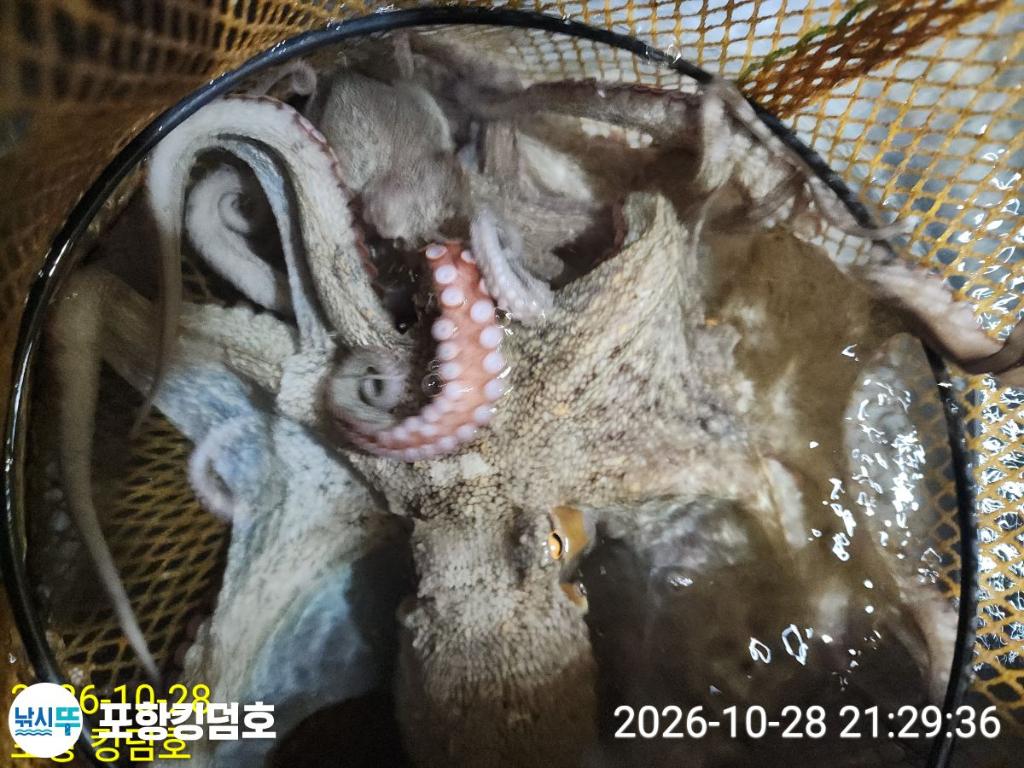 낚시뚜,돌문어,쭈꾸미,영일만항,포항 킹덤호,낚시뚜28