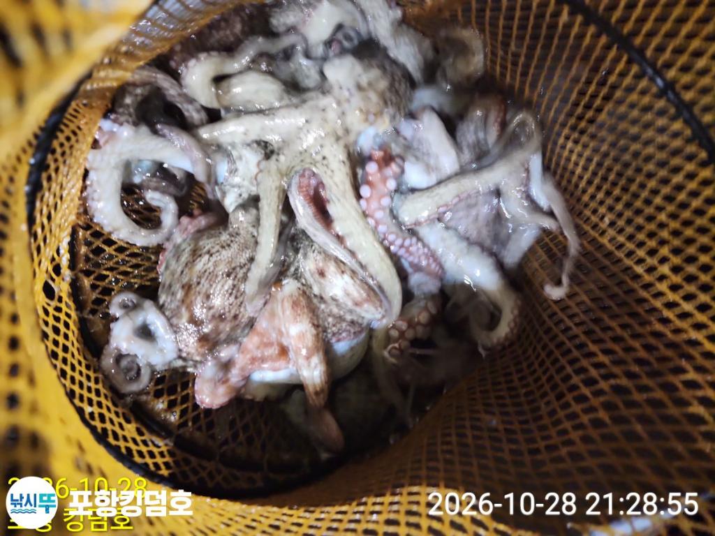 낚시뚜,돌문어,쭈꾸미,영일만항,포항 킹덤호,낚시뚜26
