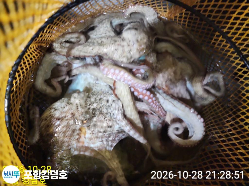 낚시뚜,돌문어,쭈꾸미,영일만항,포항 킹덤호,낚시뚜25