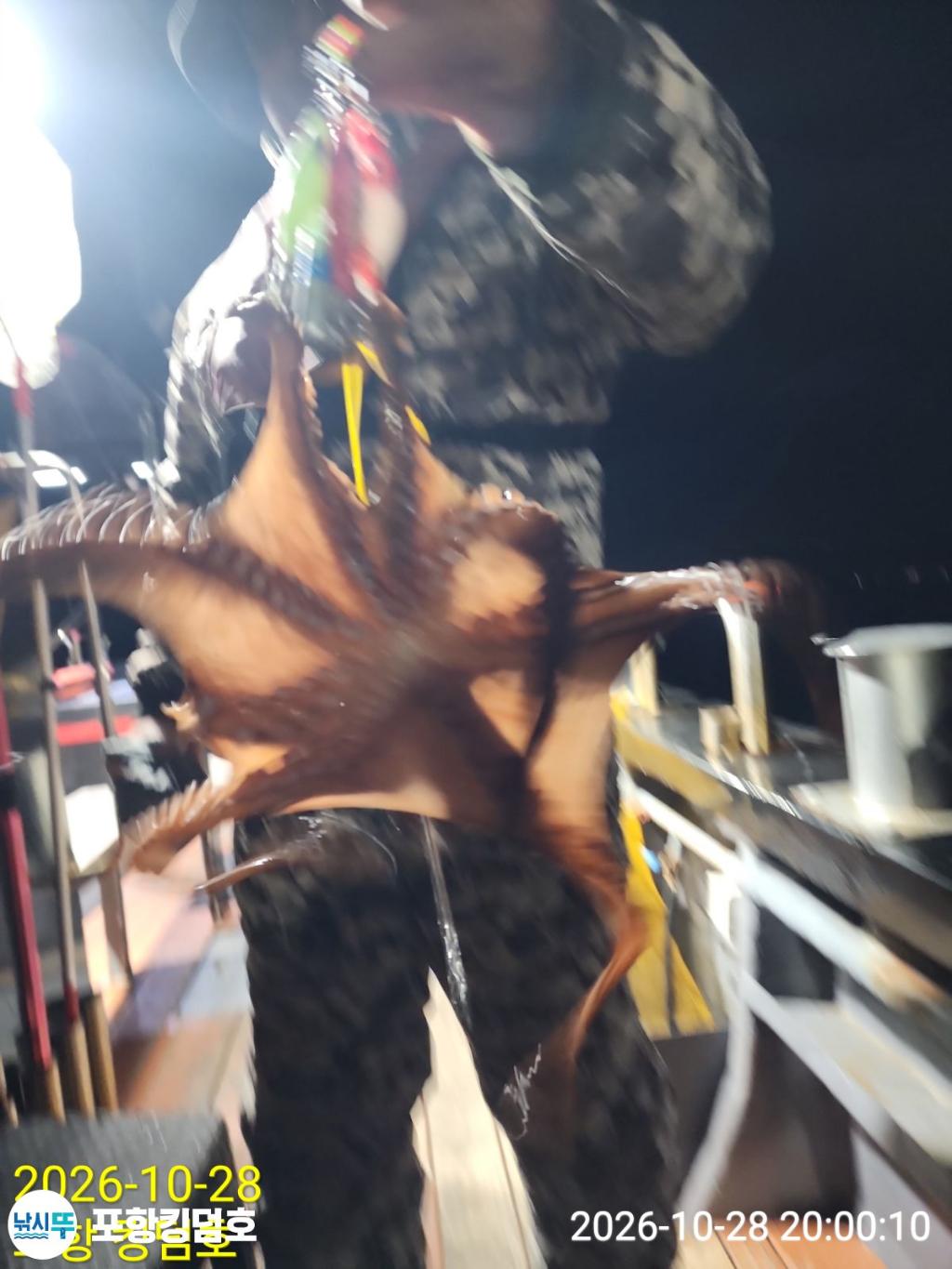 낚시뚜,돌문어,쭈꾸미,영일만항,포항 킹덤호,낚시뚜12