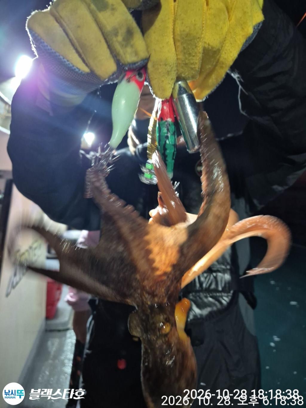 낚시뚜,돌문어,삼천포 팔포항,삼천포 블랙스타,낚시뚜9