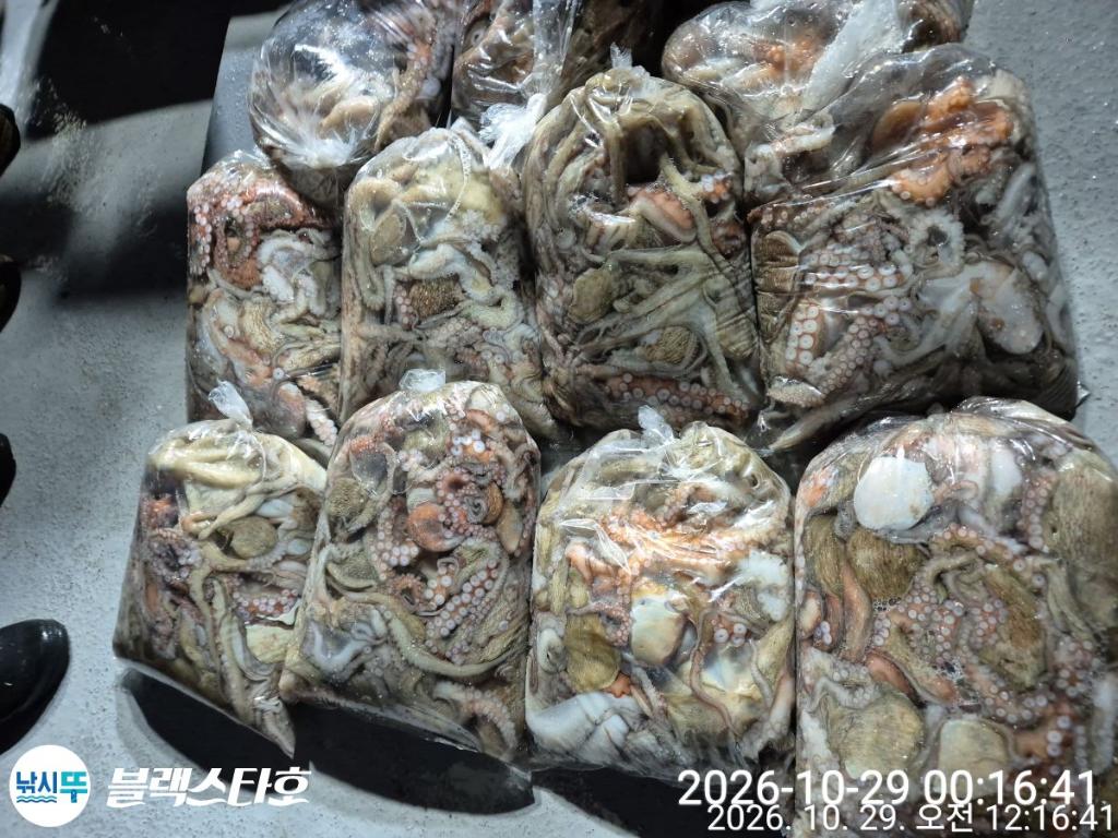 낚시뚜,돌문어,삼천포 팔포항,삼천포 블랙스타,낚시뚜3