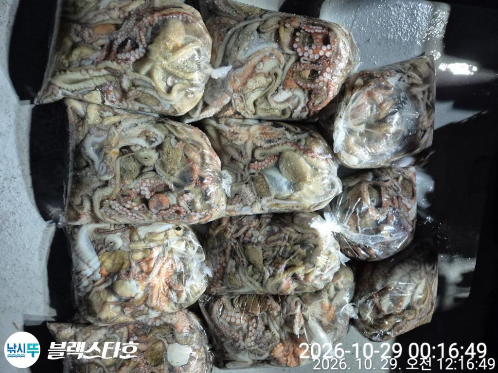 낚시뚜,돌문어,삼천포 팔포항,삼천포 블랙스타,낚시뚜2