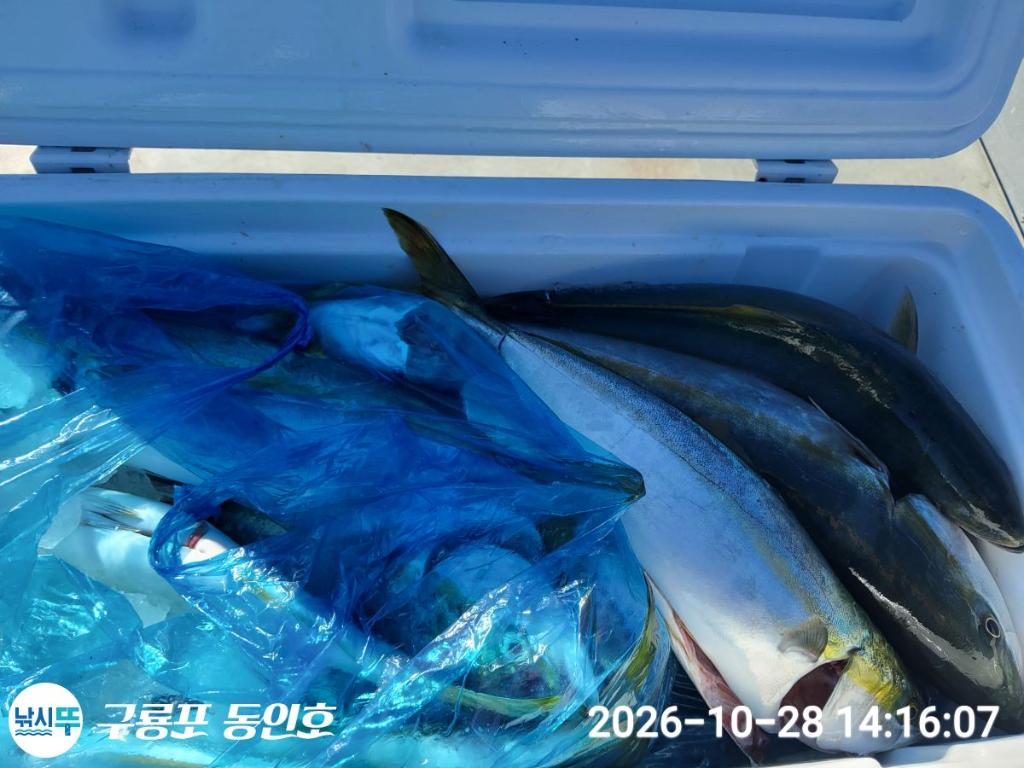 낚시뚜,방어,삼치,구룡포항,구룡포 동인호,낚시뚜14