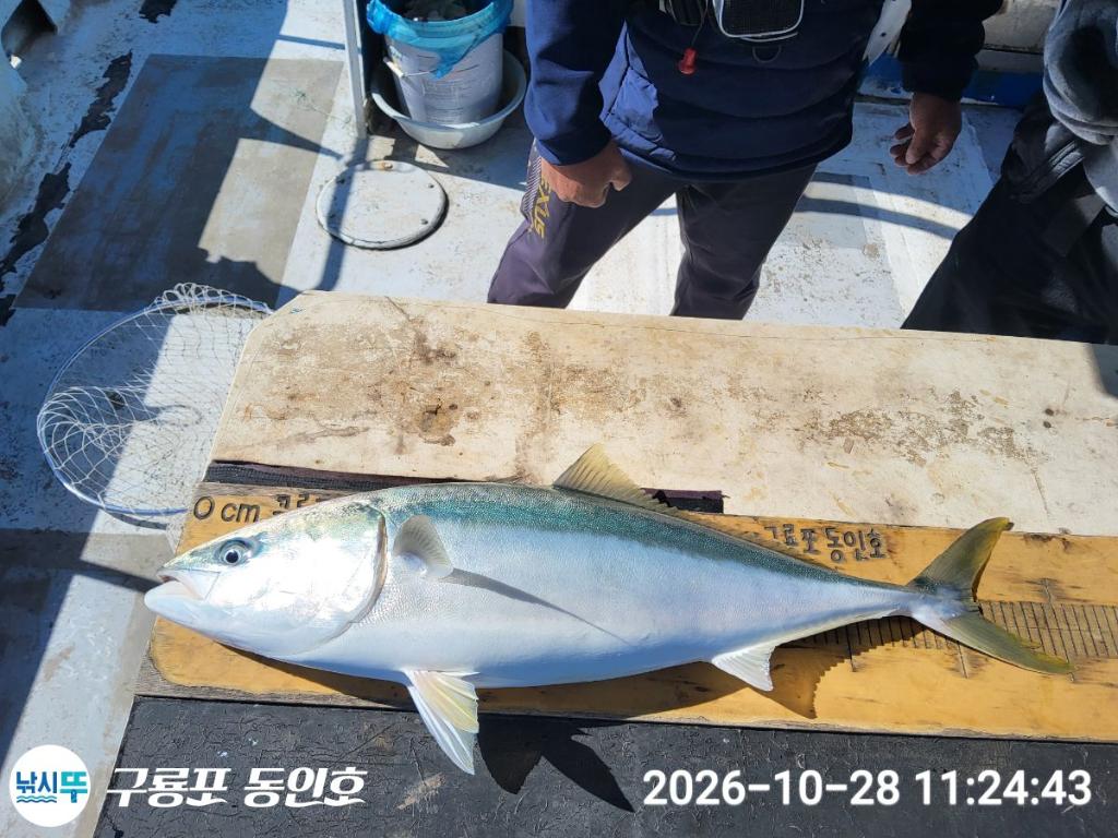 낚시뚜,방어,삼치,구룡포항,구룡포 동인호,낚시뚜2