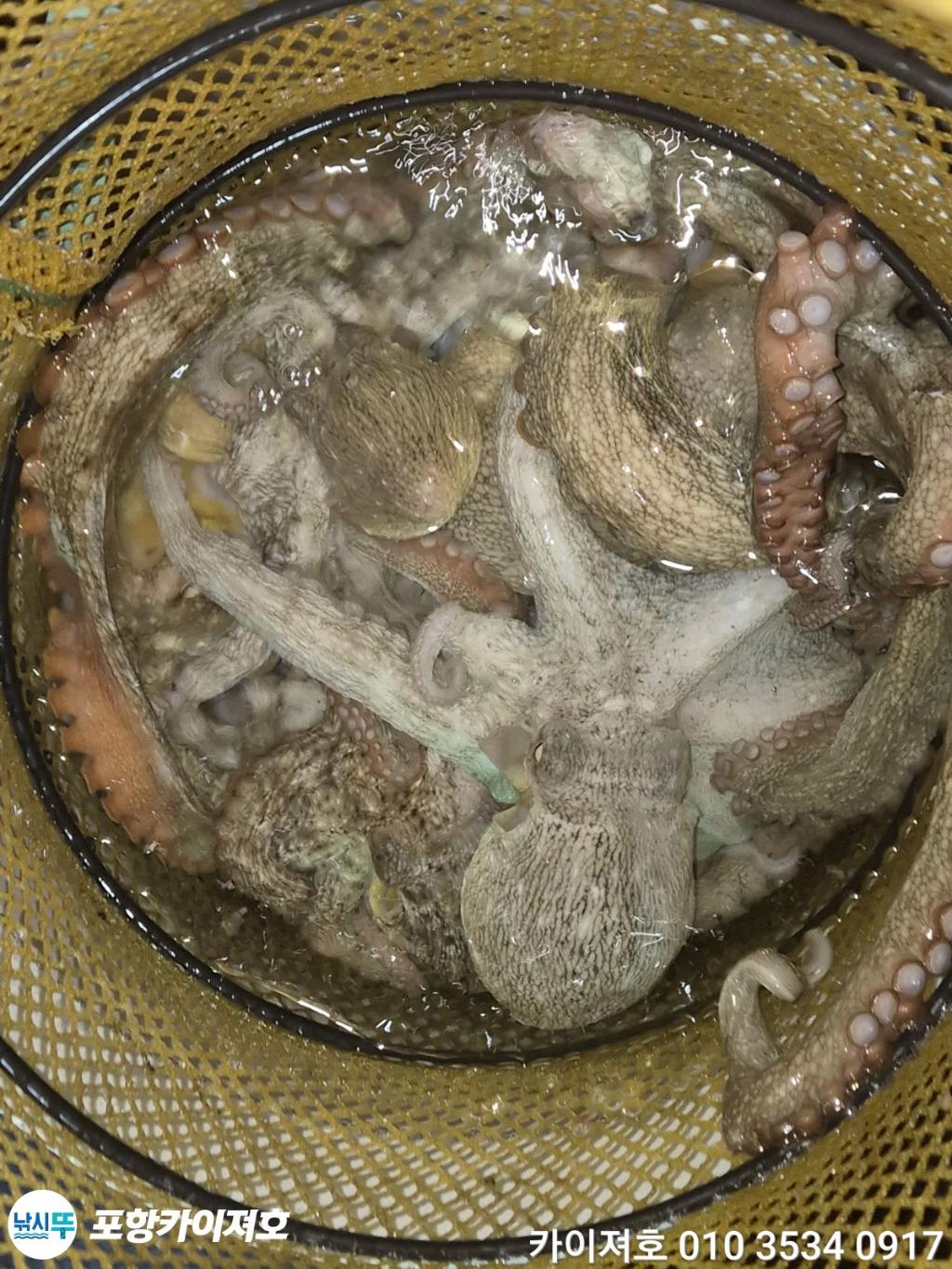 낚시뚜,기타 (직접입력),영일만항,포항카이져호,낚시뚜41