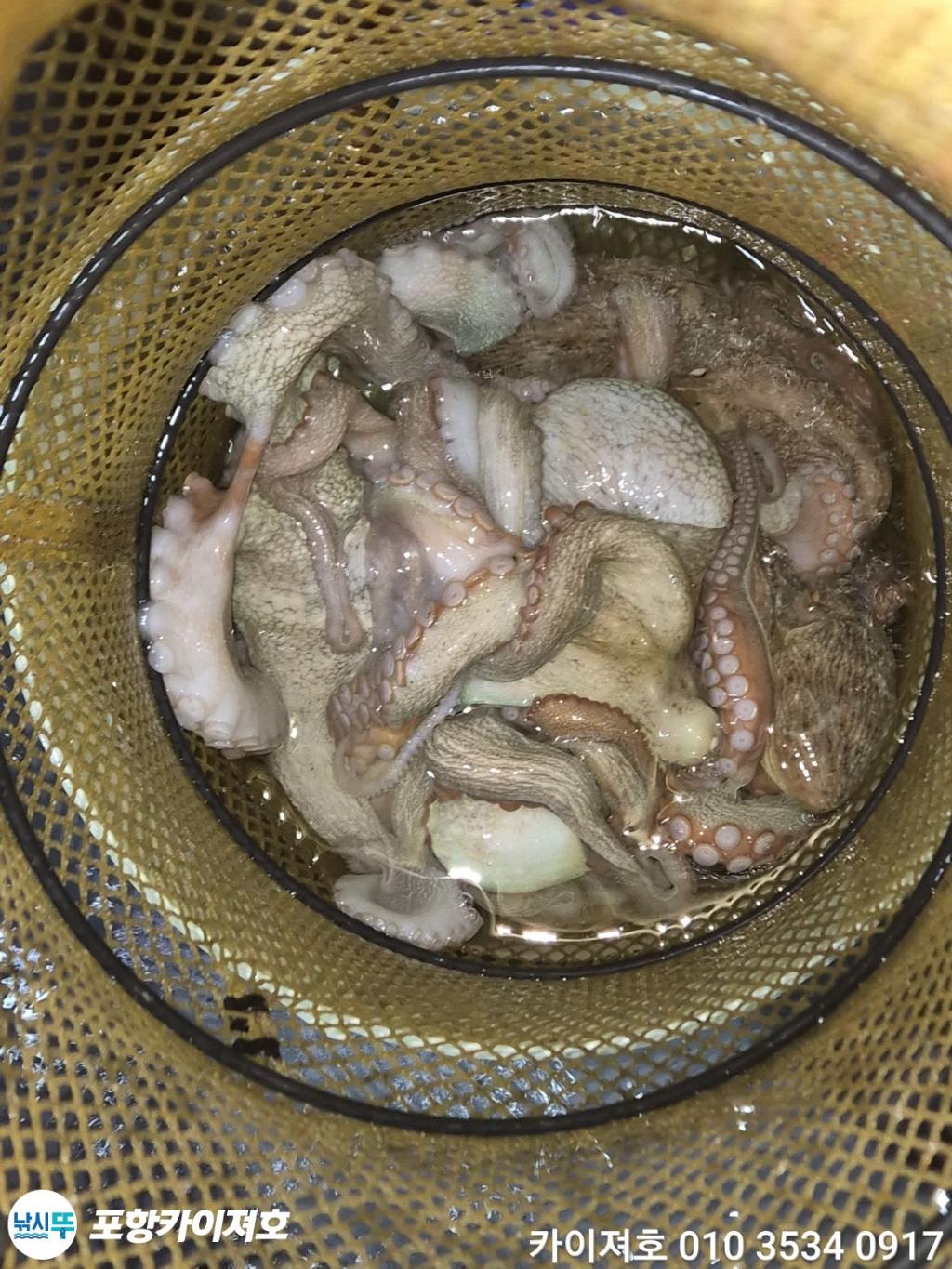 낚시뚜,기타 (직접입력),영일만항,포항카이져호,낚시뚜40