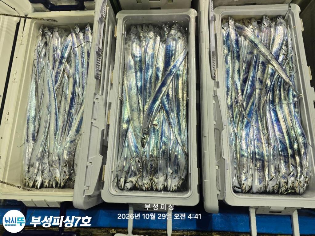 낚시뚜,갈치,통영영운리항,부성피싱7호,낚시뚜29