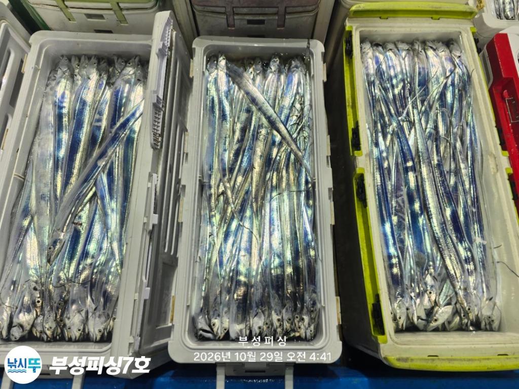낚시뚜,갈치,통영영운리항,부성피싱7호,낚시뚜28