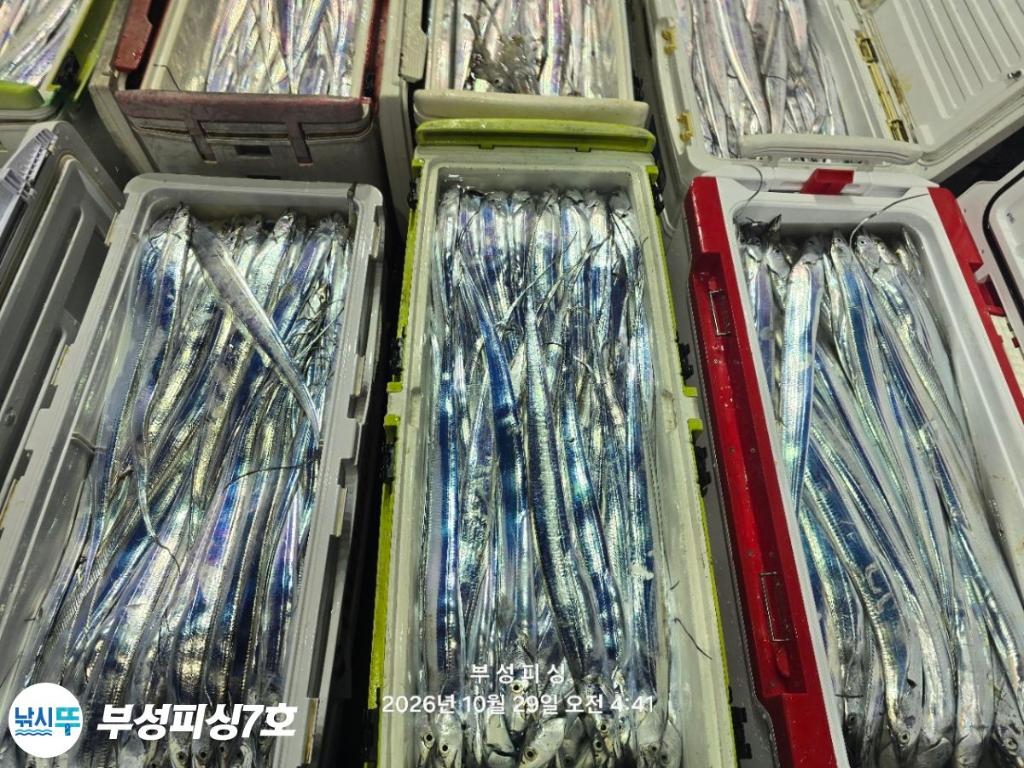낚시뚜,갈치,통영영운리항,부성피싱7호,낚시뚜27