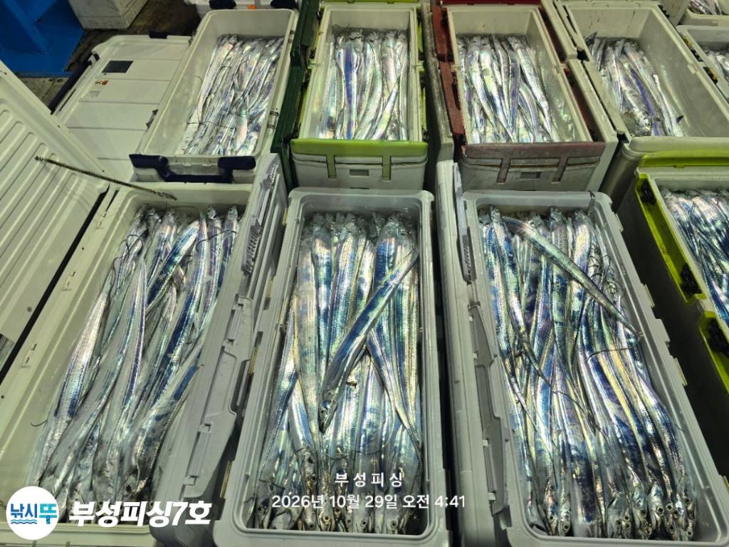 낚시뚜,갈치,통영영운리항,부성피싱7호,낚시뚜26