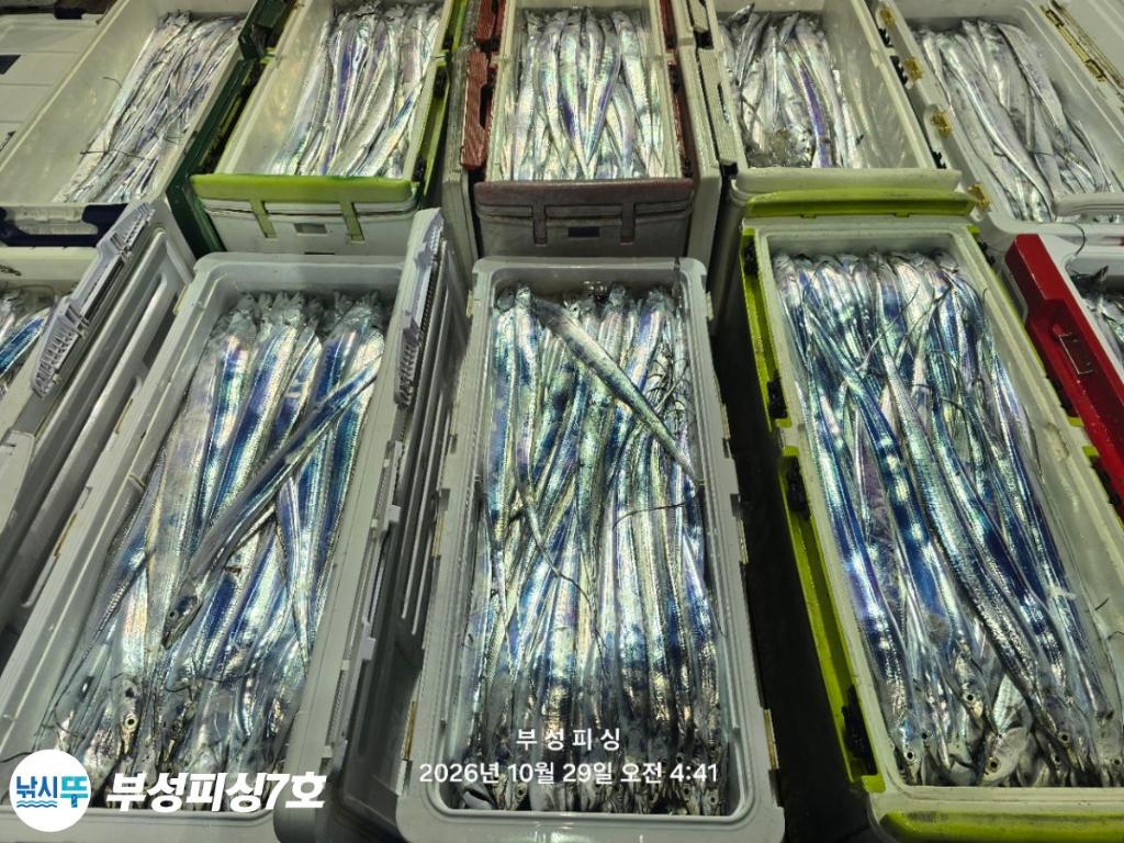 낚시뚜,갈치,통영영운리항,부성피싱7호,낚시뚜25