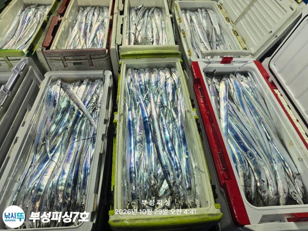 낚시뚜,갈치,통영영운리항,부성피싱7호,낚시뚜24