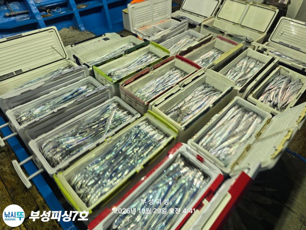 낚시뚜,갈치,통영영운리항,부성피싱7호,낚시뚜23