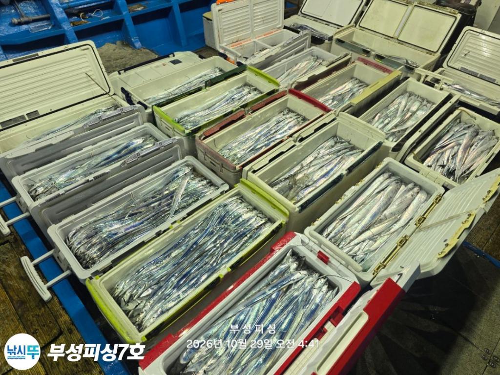 낚시뚜,갈치,통영영운리항,부성피싱7호,낚시뚜22