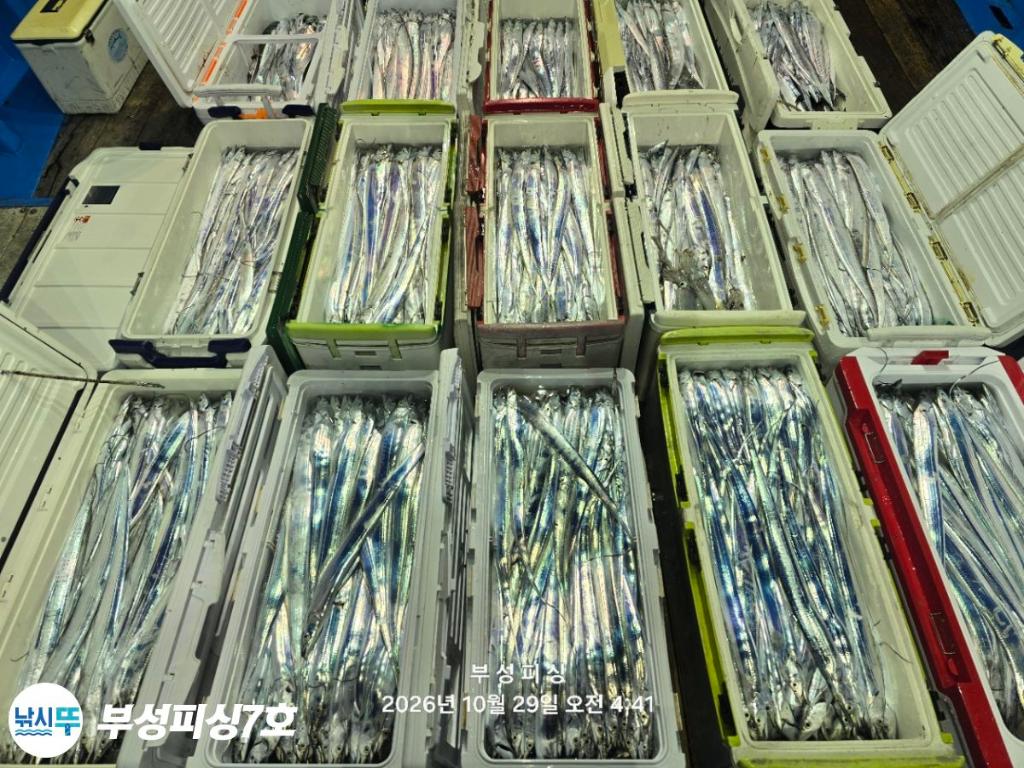 낚시뚜,갈치,통영영운리항,부성피싱7호,낚시뚜18