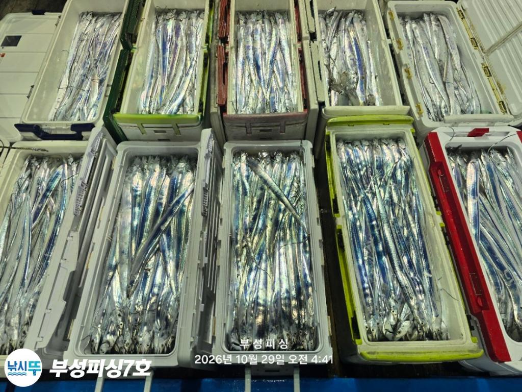 낚시뚜,갈치,통영영운리항,부성피싱7호,낚시뚜19