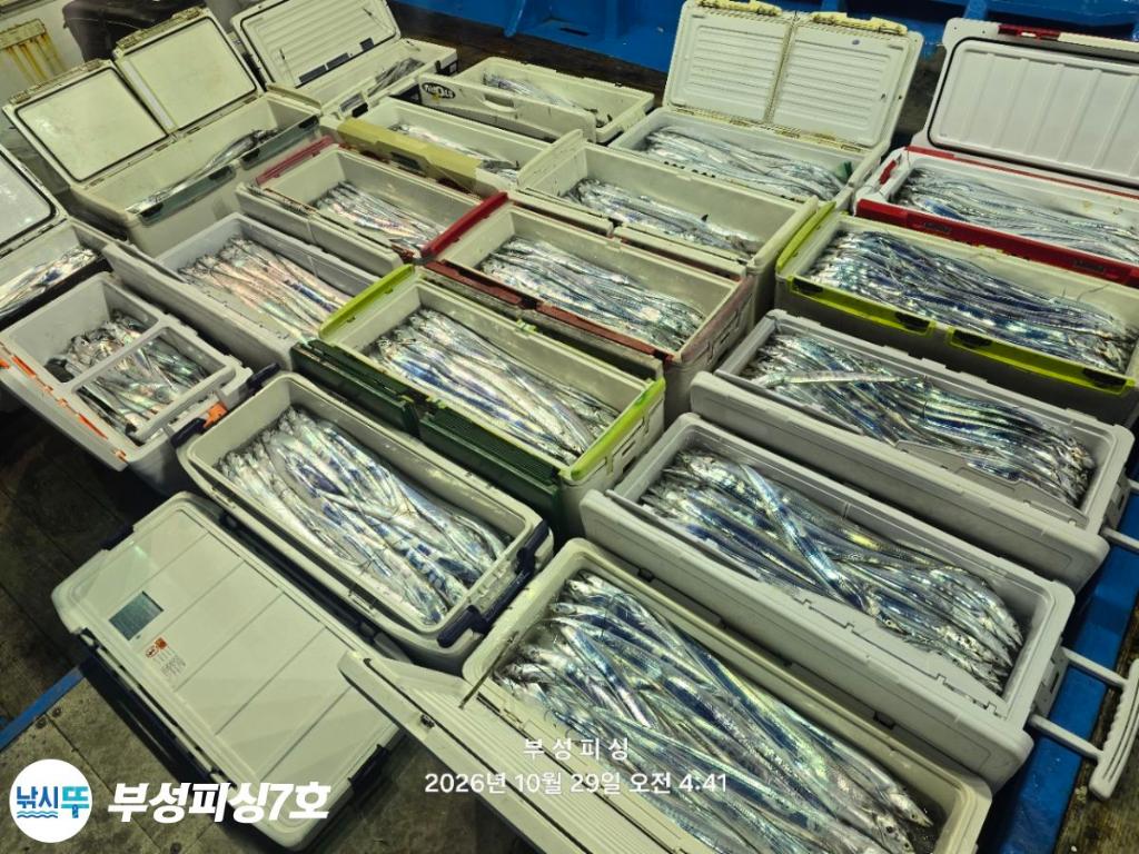 낚시뚜,갈치,통영영운리항,부성피싱7호,낚시뚜20