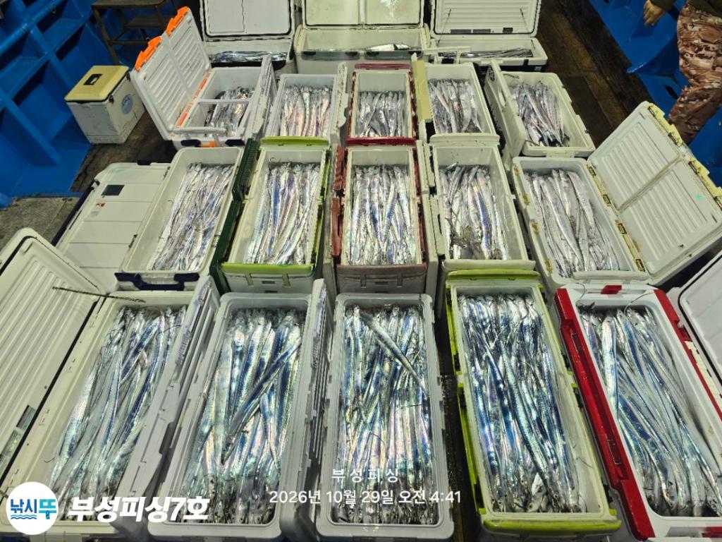 낚시뚜,갈치,통영영운리항,부성피싱7호,낚시뚜16