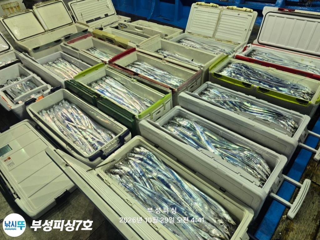 낚시뚜,갈치,통영영운리항,부성피싱7호,낚시뚜2