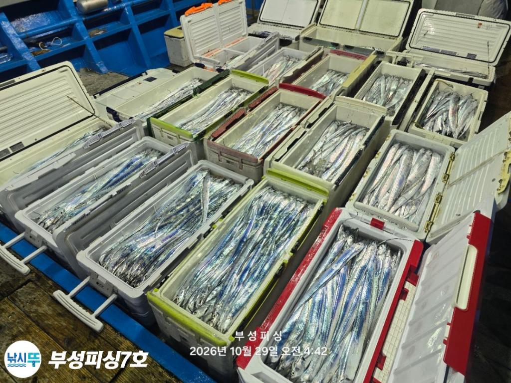 낚시뚜,갈치,통영영운리항,부성피싱7호,낚시뚜1