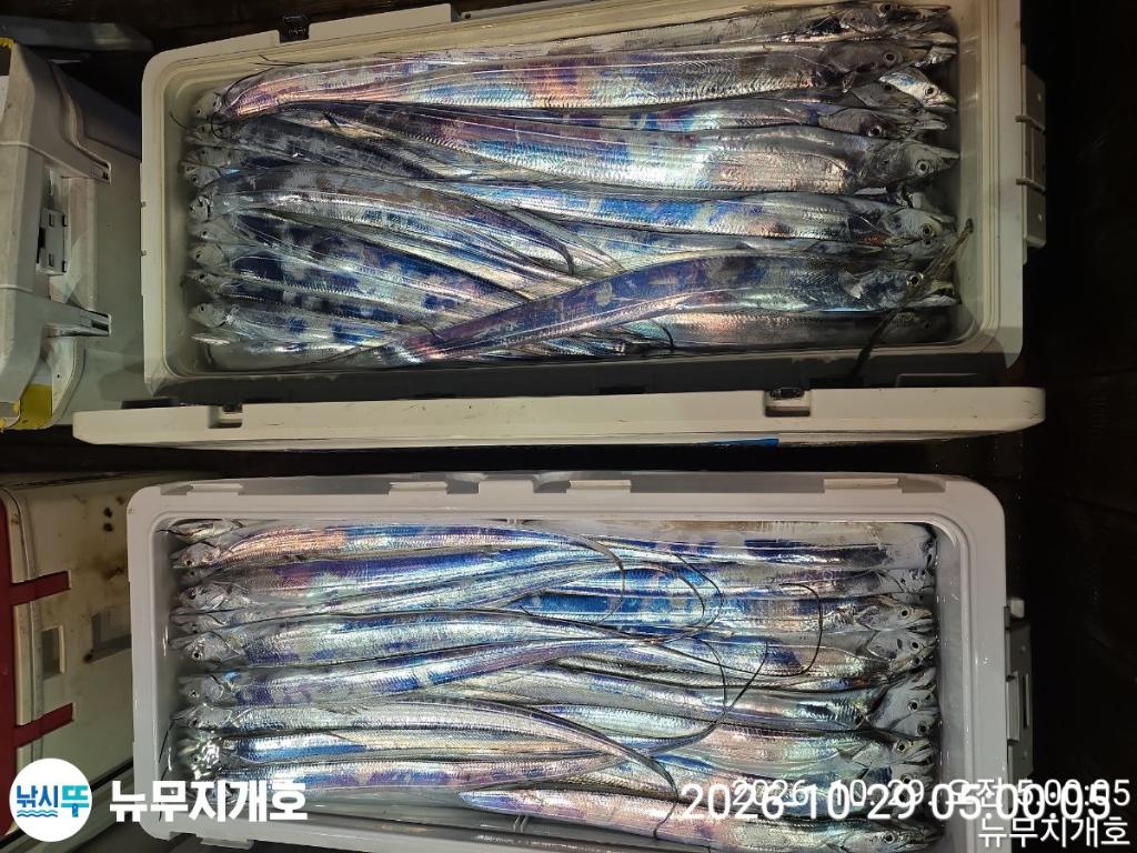 낚시뚜,갈치,통영영운리항,뉴무지개호,낚시뚜10