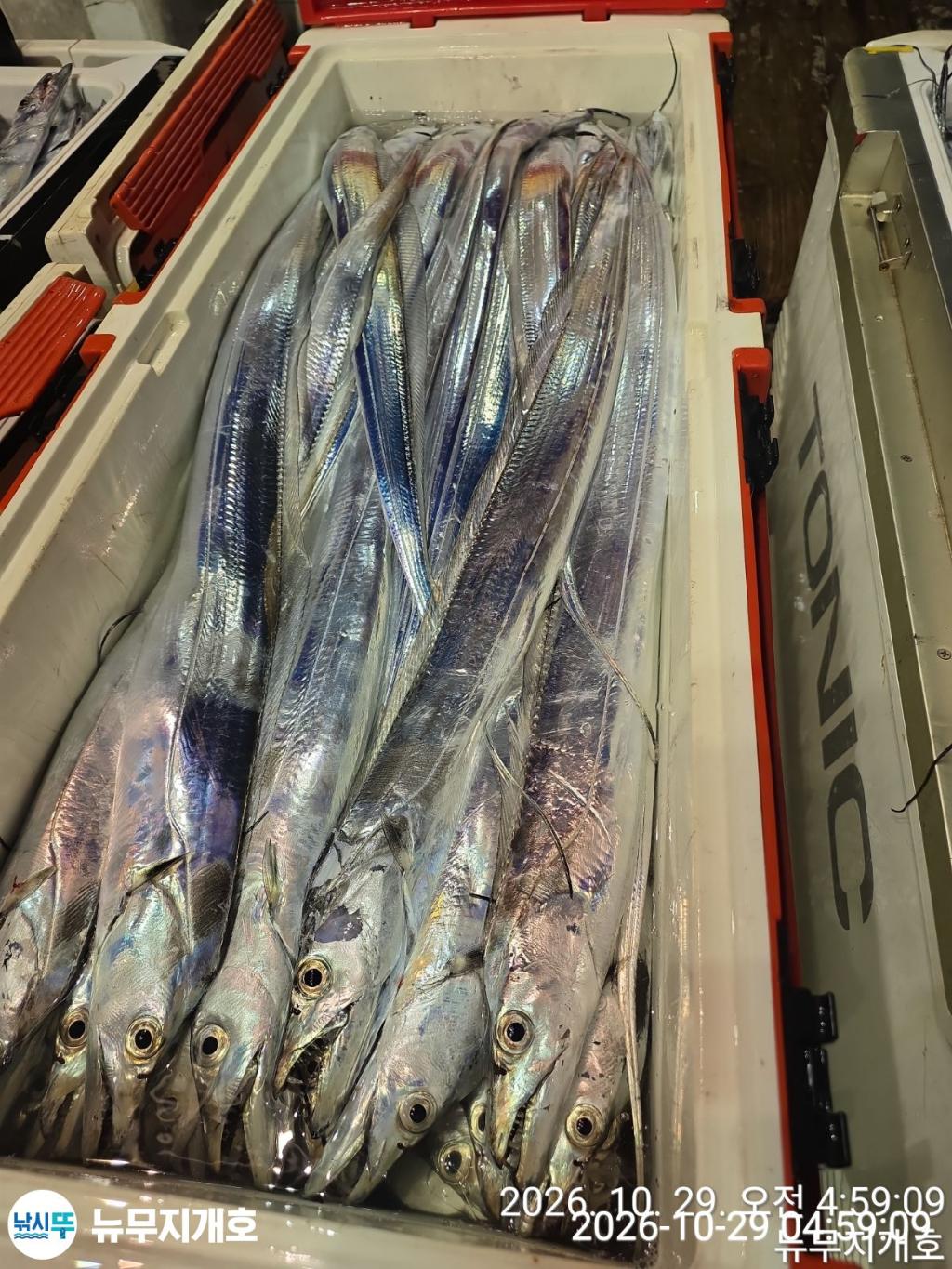 낚시뚜,갈치,통영영운리항,뉴무지개호,낚시뚜7
