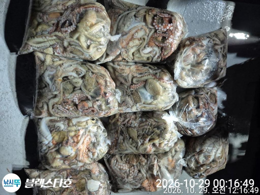 낚시뚜,돌문어,삼천포 팔포항,삼천포 블랙스타,낚시뚜1