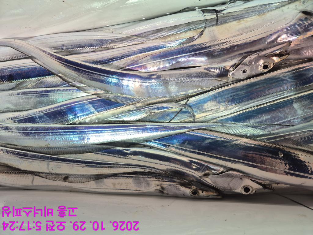 낚시뚜,,녹동항,비너스피싱,낚시뚜10