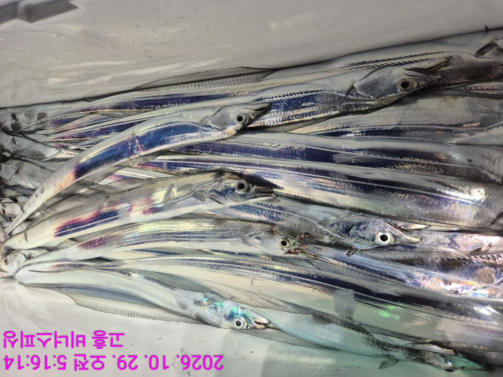 낚시뚜,,녹동항,비너스피싱,낚시뚜12