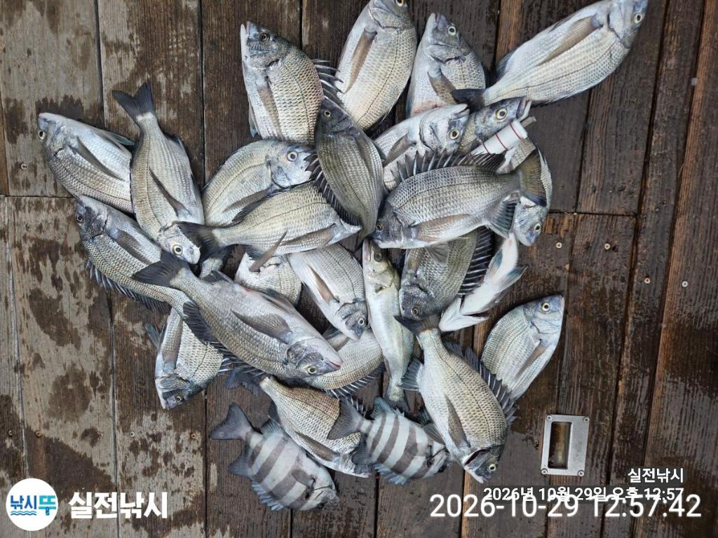 낚시뚜,감성돔,돌돔,참돔,녹동항,실전낚시,낚시뚜12