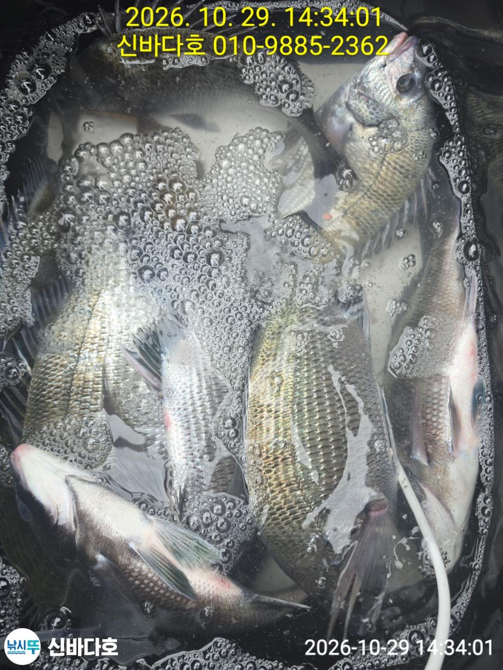 낚시뚜,감성돔,돌돔,해남 어란진항,신바다호,낚시뚜6