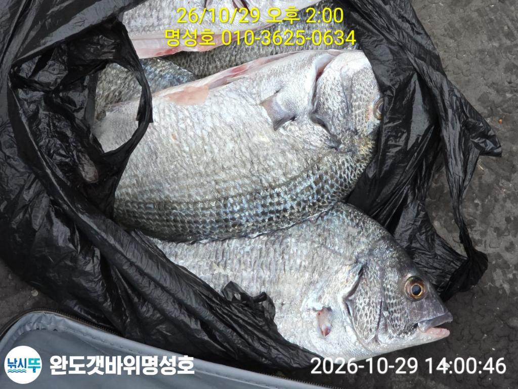 낚시뚜,감성돔,완도항,완도해남 명성호,낚시뚜2