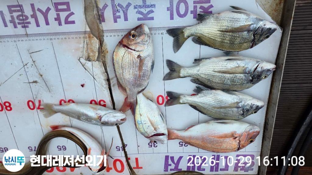 낚시뚜,감성돔,참돔,풍화상장마을,통영 현대레져선외기,낚시뚜4