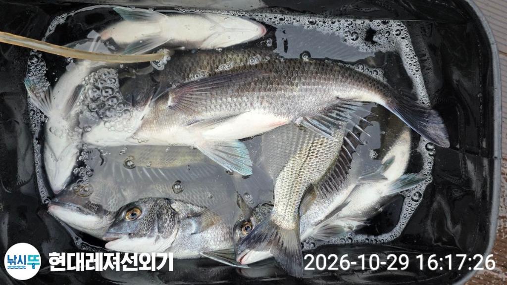 낚시뚜,감성돔,참돔,풍화상장마을,통영 현대레져선외기,낚시뚜3