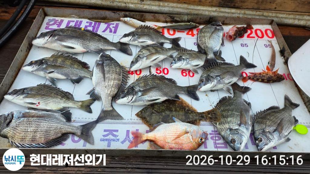 낚시뚜,감성돔,참돔,풍화상장마을,통영 현대레져선외기,낚시뚜1