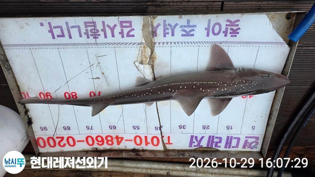 낚시뚜,감성돔,참돔,풍화상장마을,통영 현대레져선외기,낚시뚜0
