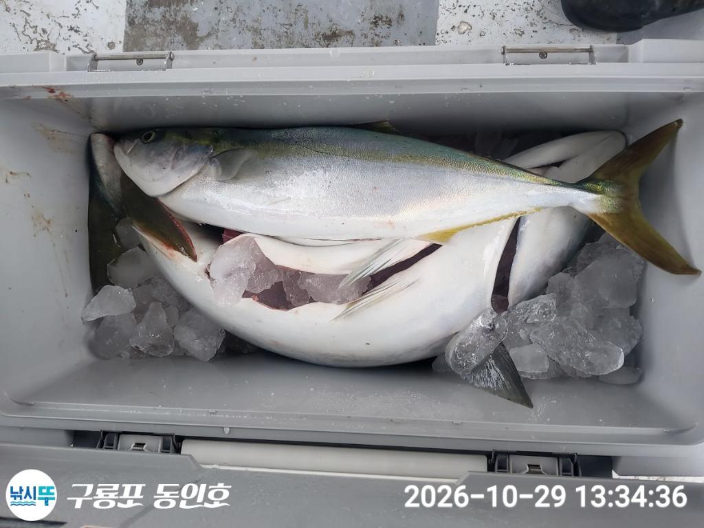 낚시뚜,방어,삼치,구룡포항,구룡포 동인호,낚시뚜9