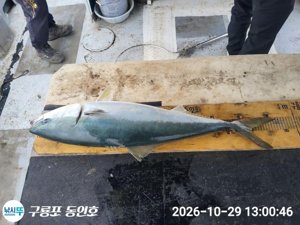 낚시뚜,방어,삼치,구룡포항,구룡포 동인호,낚시뚜6