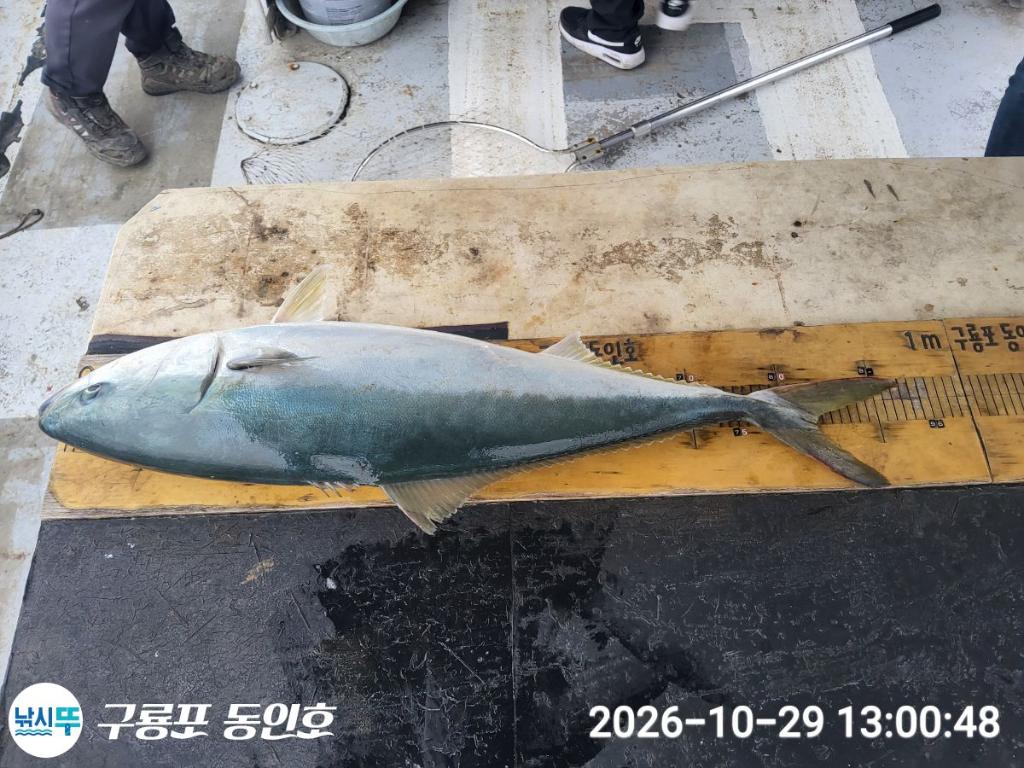 낚시뚜,방어,삼치,구룡포항,구룡포 동인호,낚시뚜5