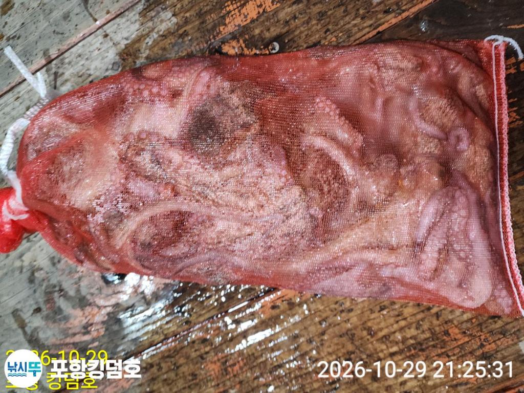 낚시뚜,돌문어,쭈꾸미,영일만항,포항 킹덤호,낚시뚜41