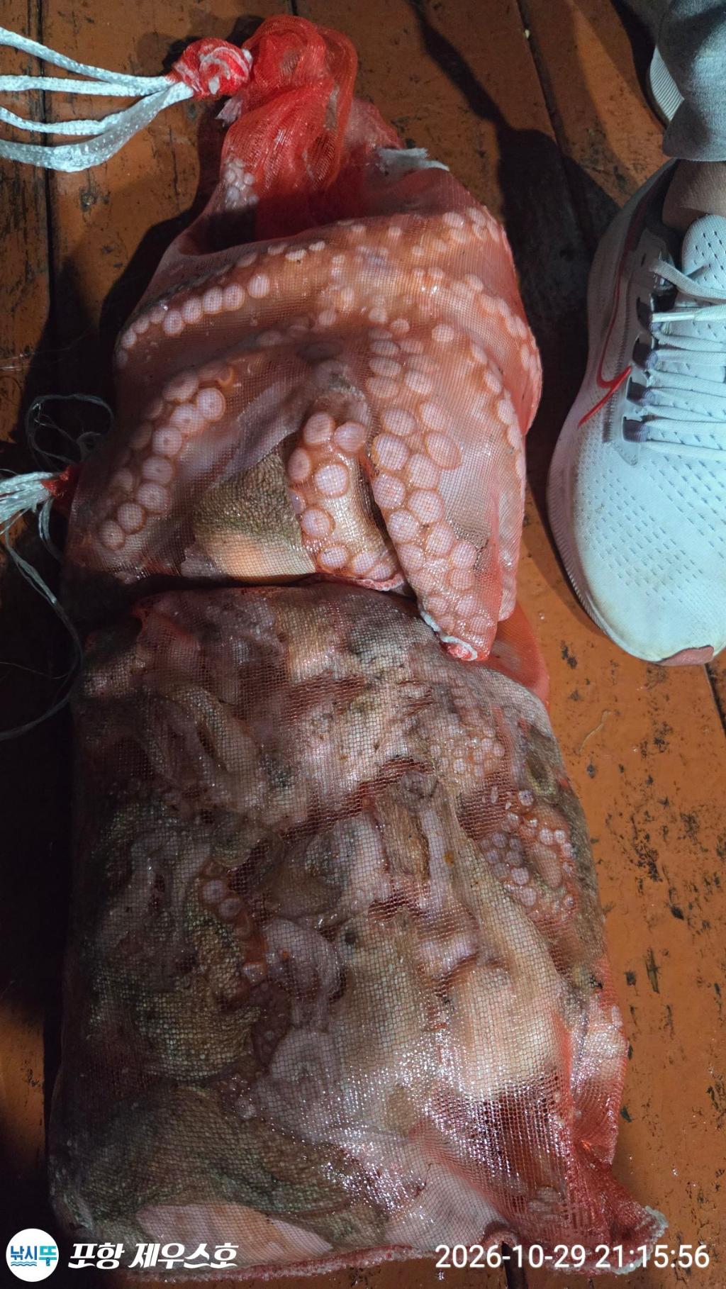 낚시뚜,돌문어,쭈꾸미,영일만항,포항 제우스호,낚시뚜3