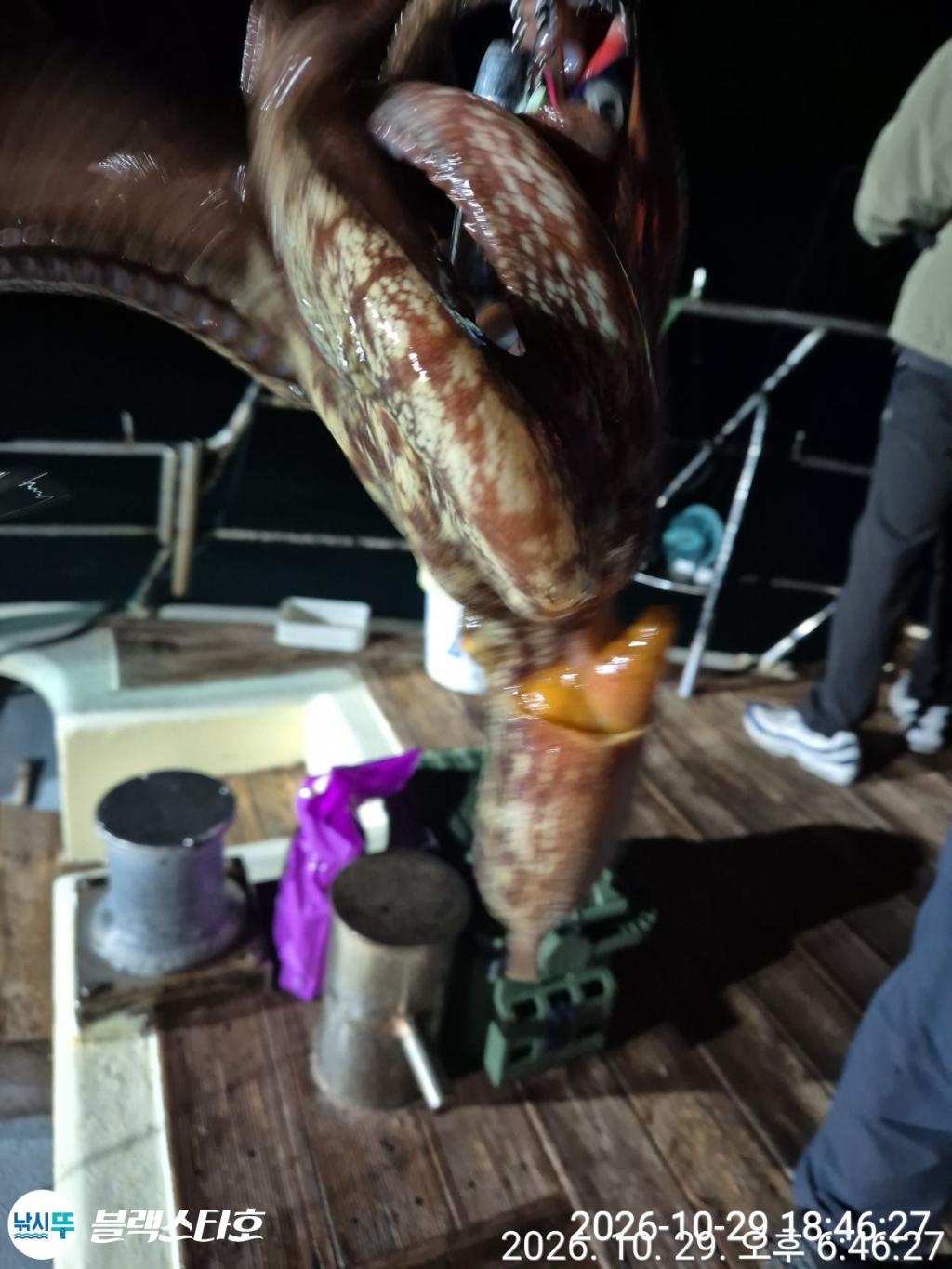 낚시뚜,돌문어,삼천포 팔포항,삼천포 블랙스타,낚시뚜2