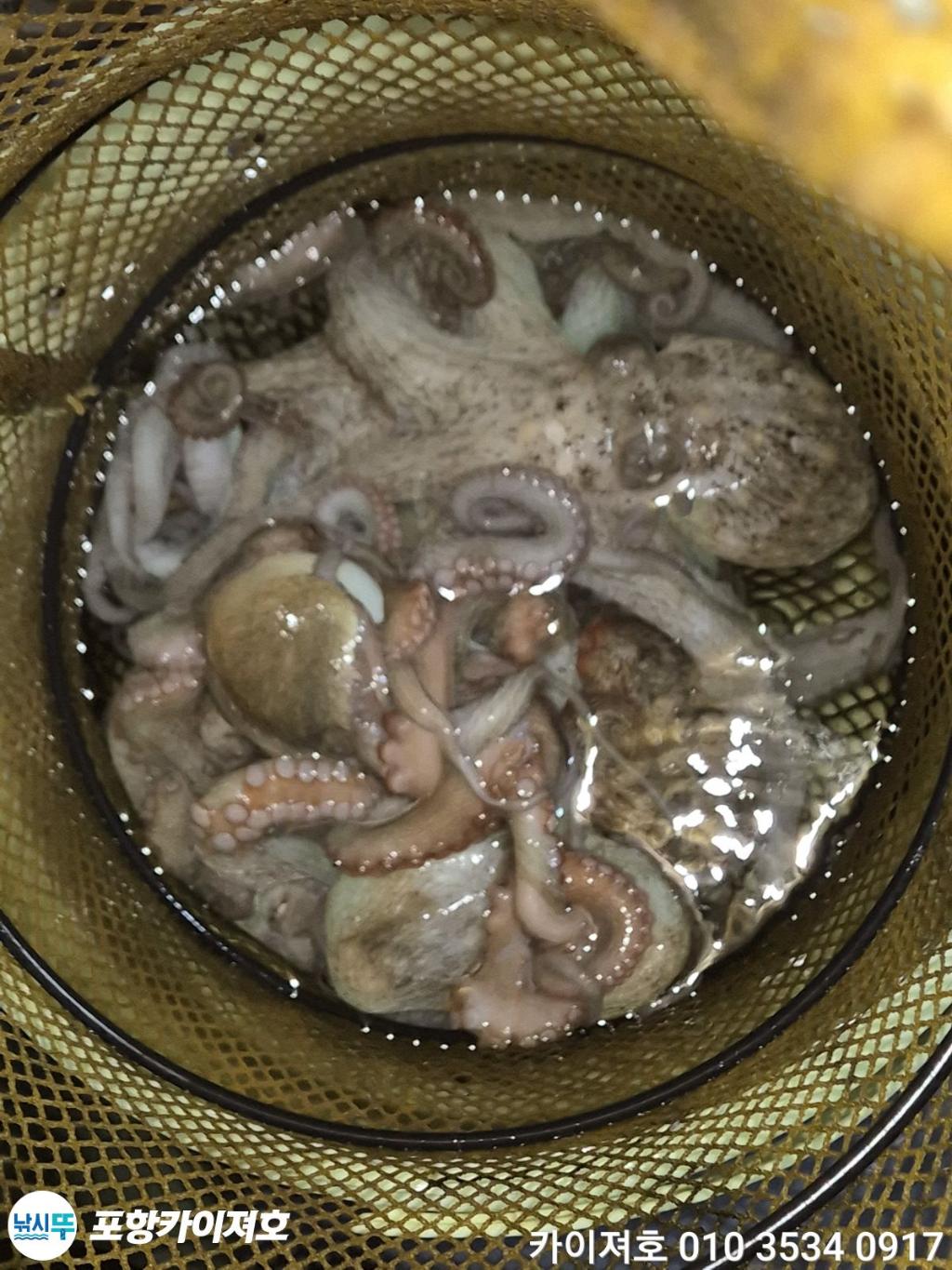 낚시뚜,기타 (직접입력),영일만항,포항카이져호,낚시뚜56