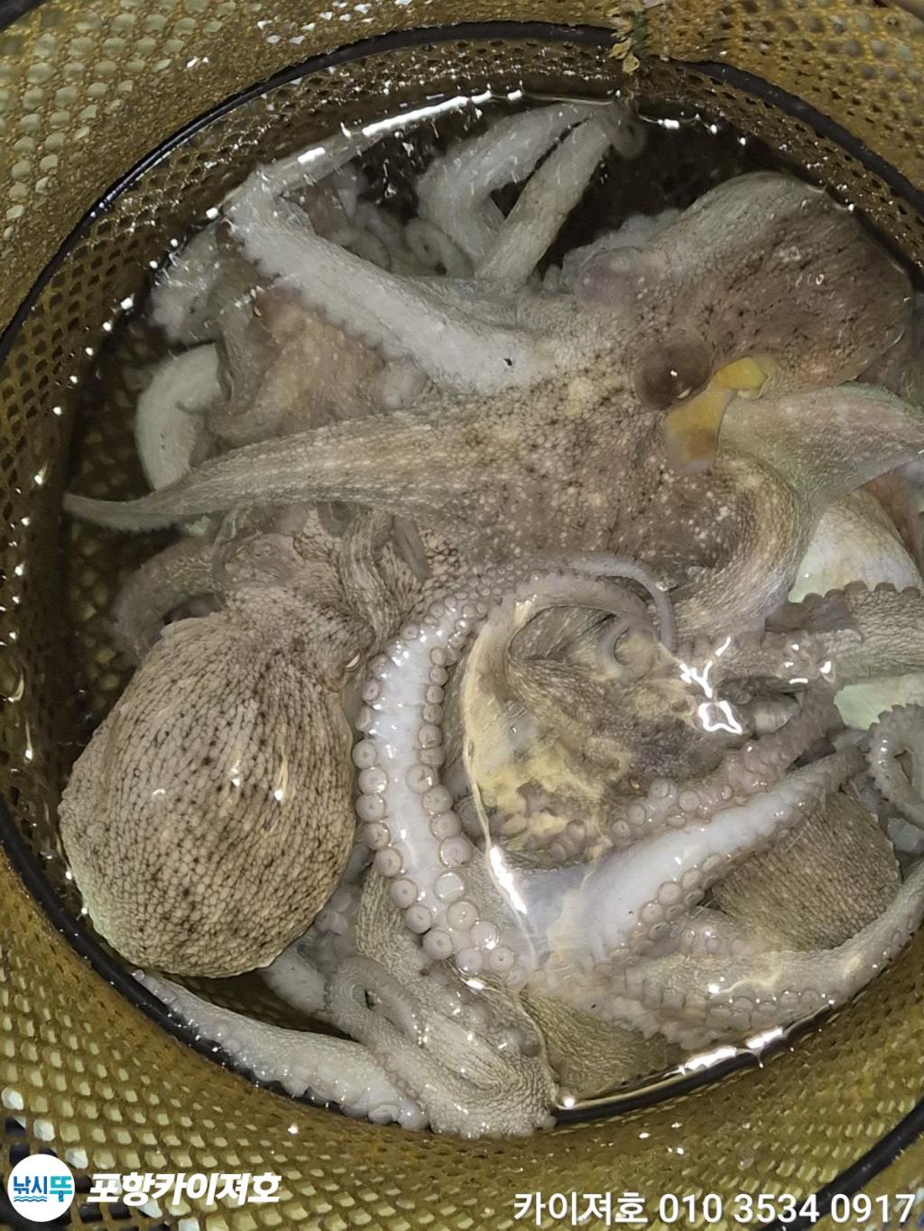 낚시뚜,기타 (직접입력),영일만항,포항카이져호,낚시뚜46
